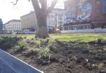 Neues Grün für die Neue Stadtmitte – Zahlreiche Bodendecker und drei Bäume neu gepflanzt