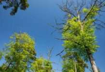 Für mehr Sicherheit bei Führungen im Wald