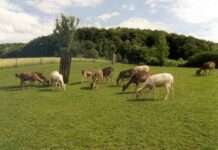 Rund um Gesundheit und Gehege des Damwilds