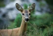 Jagd hautnah erleben – Selten hat man die Möglichkeit so nah an Wildtiere heranzukommen