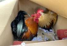 Zwei Hähne einfach an der Autobahn entsorgt – Zeugen gesucht!