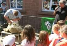 Deutsch-französischer Biosphären-Bauernmarkt in Trulben mit Aktionen rund ums Schaf