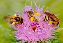 Das große Summen – Aktionstag für Bienen am Haus der Nachhaltigkeit