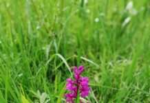 Pfälzerwald-Verein Kaiserslautern e.V. unterwegs!