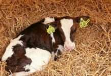 Kälber erfolgreich und gesund aufziehen