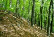 Durch Wald, Wiesen und Reben – Mit den Biosphären-Guides durch den Frühling