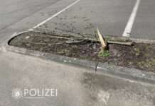 Baum umgenietet – Zeugen gesucht!