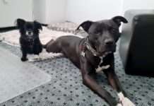 TASSO e.V. wirbt für mehr Hunde in deutschen Büros