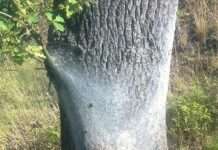 Nicht verwechseln: Gespinstmotte und Eichenprozessionsspinner