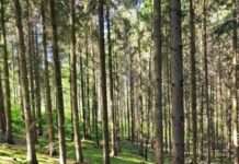 PWV-Wanderung mit anschließendem Grillen am 18.06.