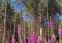 Der Pfälzerwald-Verein Kaiserslautern informiert