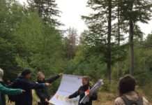 Der Wald – Patient und Lösung?