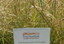 Tierische Rasenmäher im Einsatz