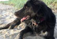 Vierbeiner auf Reisen: Das gilt es bei der Urlaubsplanung mit Hund zu beachten