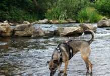 Hitzefallen vermeiden: Mit Hund, Katze und Kleintier sicher durch die heißen Tage