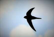 Meldungen zu Mauerseglern, Fledermäusen und Co. erwünscht