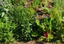 Biologische Vielfalt – Spaziergang, Kunstgespräch und Buffet zur Ausstellung „Artists for Nature“ des mpk