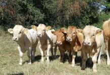 Klimaschutz in der Landwirtschaft