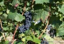 Weinwanderung des PWV Kaiserslautern