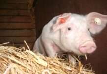 Rund um die Hobby-Schweinehaltung