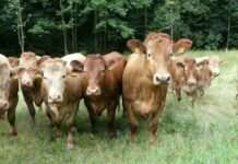 Alte pfälzische Hausrinderrasse im Mittelpunkt der Aktion des Biosphärenreservats Pfälzerwald