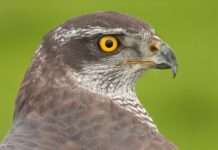 Greifvögel der Pfalz hautnah erleben!