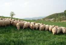 Schaf- und Ziegentagung – Veranstaltung des Hofguts Neumühle für alle Interessierten