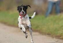 Ohne Haftpflicht geht es nicht