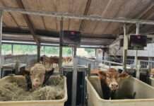 Die Zucht hochwertiger regionaler Rassen fördern