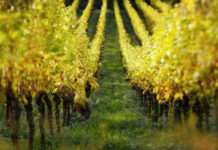 Metamorphosen – Verschwundene Körper