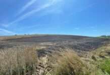 Brand eines Getreidefelds – 23 Einsatzkräften vor Ort