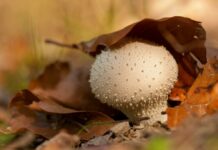 Ab in die Pilze! Wanderungen um Johanniskreuz