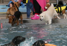 Hundeschwimmen kam direkt gut an