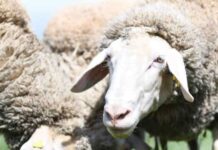 Geburtshilfe beim Schaf – Seminar im Hofgut Neumühle