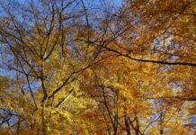 Urwald, Grenzen, Klimawandel – Biosphären-Guide-Touren im Herbst