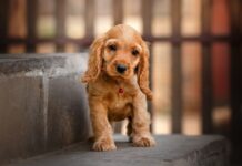 Welttierschutztag am 4. Oktober – Landeskriminalamt