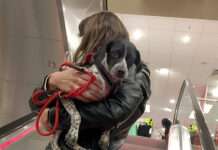 TASSO warnt: Keine Hunde auf der Rolltreppe!