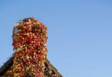 Gebäudebegrünung – Vom Überblick zum ersten Schritt