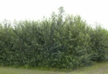 LUFA Speyer kooperiert mit Forschungsanstalt für Waldökologie