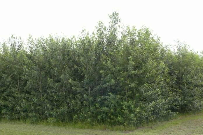 LUFA-Rinkenbergerhof_Pappelfeld_kl