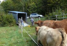 Befähigungsnachweis Tiertransport – Lehrgang und Vorbereitungstag im Hofgut Neumühle