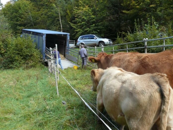 Rinder-Transport_klein