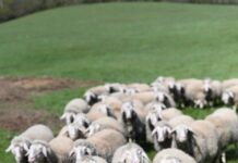 Sachkunde Schlachten für Schaf- und Ziegenhalter