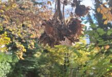 Vortrag im Interreg-Projekt „Gärten für die Artenvielfalt“