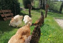 Hühnerhaltung und Stallbau