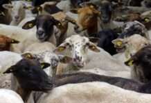 Advent im Schafstall in Busenberg