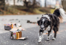 Nicht alleine lassen – Die Tierschutzorganisation TASSO e.V. gibt Tipps für die Silvesternacht