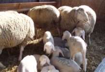 Geburtshilfe bei Schafen und Ziegen – Seminar am Hofgut Neumühle