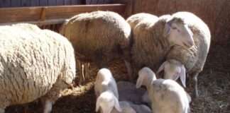 Geburtshilfe bei Schafen und Ziegen – Seminar am Hofgut Neumühle