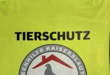 Taubenhilfe füttert im Stadtgebiet Tauben an